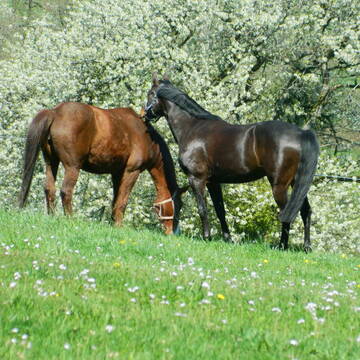 Bild: Stall in  Sinntal