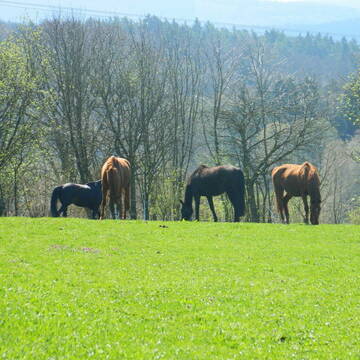 Bild: Stall in  Sinntal