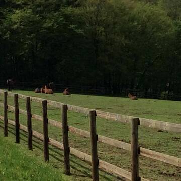 Bild: Weide in  Gemünden