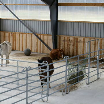 Innenbereich Laufstall, sehr luftig, keine Gerüch