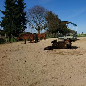 Bild: Stall in  Schuir