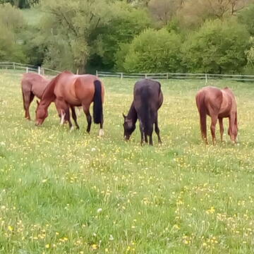 Bild: Stall in  Sinntal