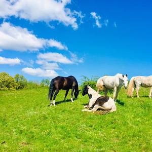 Bild: Stall in  Sinntal