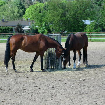 Padock mit Heuraufen und Tränken