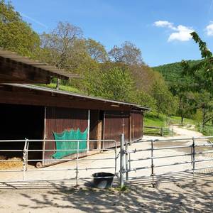 der Paddock Richtung Treibgasse und Matschkoppel