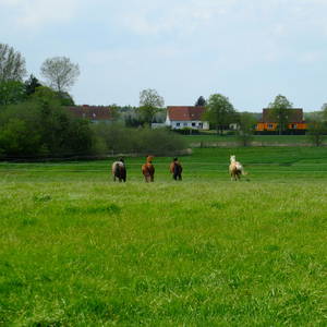Bild: Stall in  Sehlen