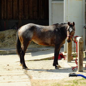 Bild: Stall in  Sehlen