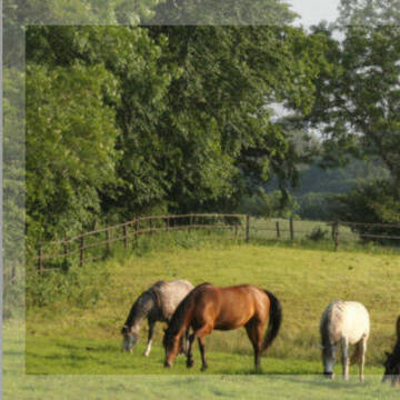 Bild: Stall in  Schierensee