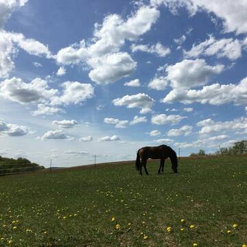 Bild: Stall in  Engelhardsberg