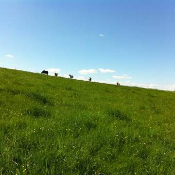 Bild: Stall in  Schlangenbad