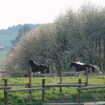 Bild: Weide in  Schlangenbad