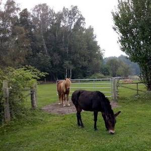 Bild: Stall in  Hennigsdorf