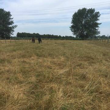Weiden für kleine Gruppen
