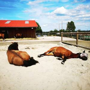 Bild: Stall in  Neuenstein