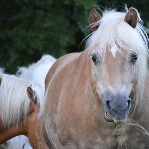 Bild: Stall in  Eisenach