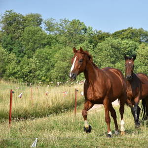 Bild: Stall in  Eisenach