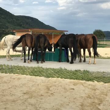 Bild: Stall in  Dangstetten