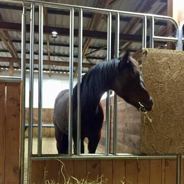 Bild: Stall in  Kröckelbach