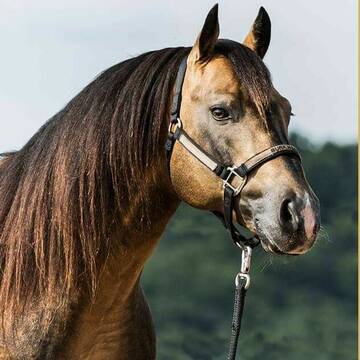 Bild: Stall in  Kröckelbach