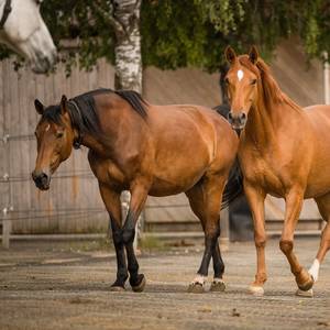 Bild: Stall in  Meßkirch