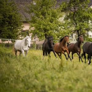 Bild: Stall in  Meßkirch