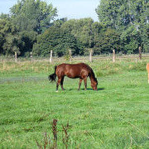 Bild: Stall in  Laatzen