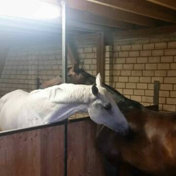 artgerechte Haltung durch halbhohe Boxenwände