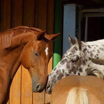 Bild: Stall in  Langerwisch