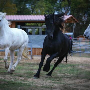 Bild: Stall in  Langerwisch