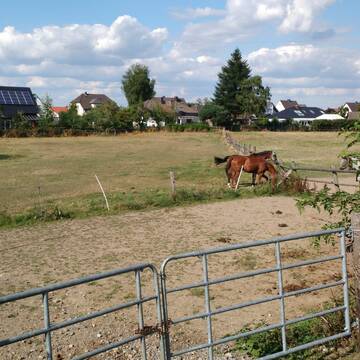 Paddock und Wiesen