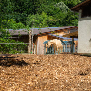 Wälzplatz mit Raufen
