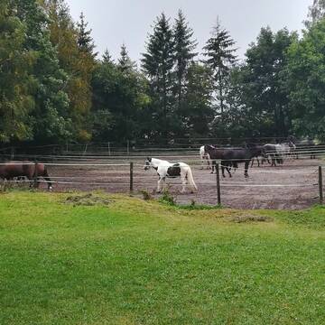 Sandpaddock bei Regen