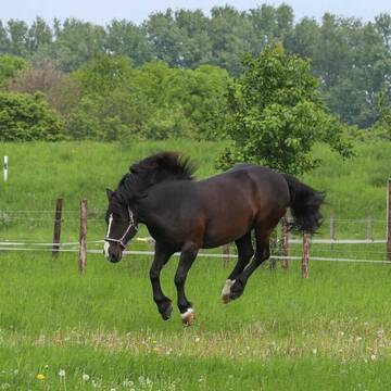 Bild: Stall in  Dormagen
