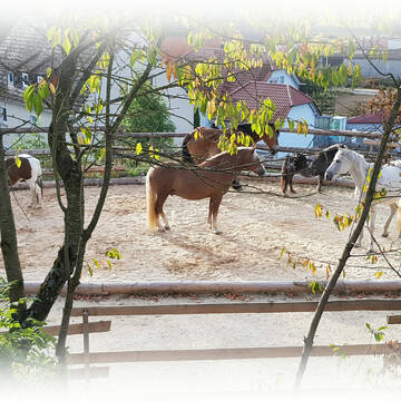 Bild: Stall in  Münster
