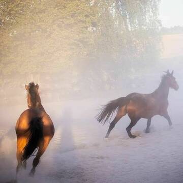 Bild: Stall in  Hochdorf