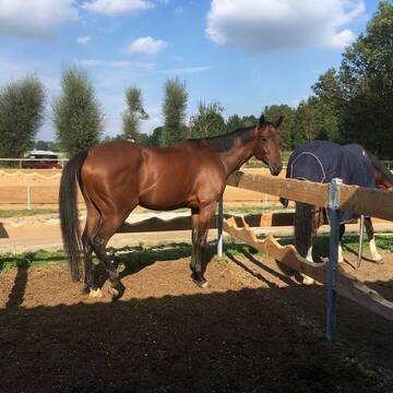 Bild: Stall in  Garching bei München
