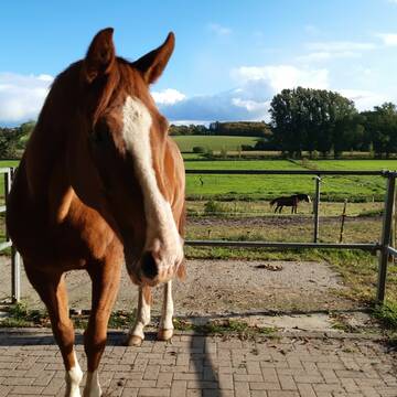 Paddock Box mit Weitblick