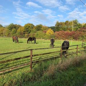 Bild: Stall in  Werne