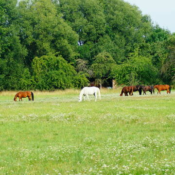 Bild: Stall in  Neuthard