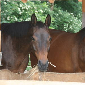 Bild: Stall in  Haidhausen - Süd