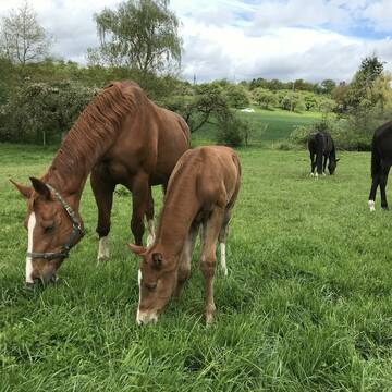 Bild: Stall in  Häuserhof