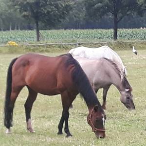 Bild: Stall in  Herringen