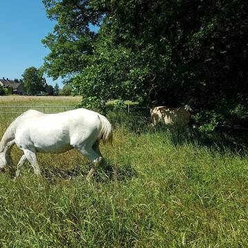 Bild: Stall in  Menden