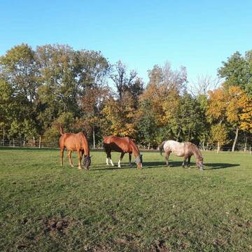 Bild: Stall in  Schwandorf