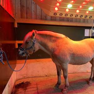 Summerwindsolarium mit Infarot und UV Lampen