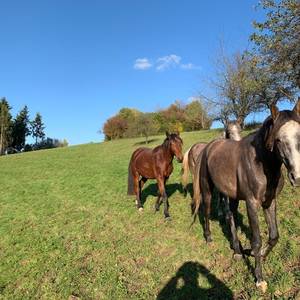 Bild: Weide in  Rheinfelden (Baden)