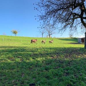 Bild: Weide in  Rheinfelden (Baden)