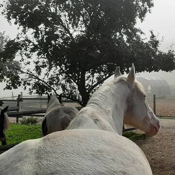Entspannte Herde um den Reitplatz herum