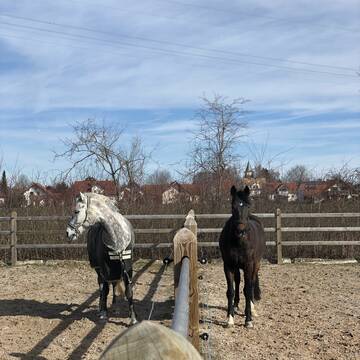 Bild: Stall in  Buchloe