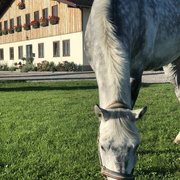 Bild: Stall in  Buchloe